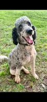 Murphy , a male Poodle - Standard  for sale in Golden, MS – 1 of 1