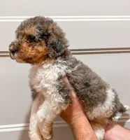 Honey bun , a female Poodle - Standard  for sale in Golden, MS – 2 of 3