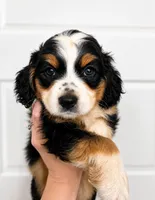 Kiwi, a male Cocker Spaniel and Miniature Australian Shepherd for sale in Golden, MS – 1 of 2