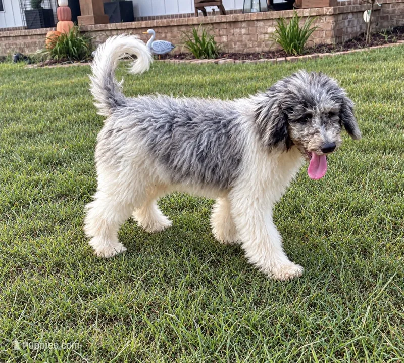 Scone – Poodle - Standard  puppy for sale in Golden, MS