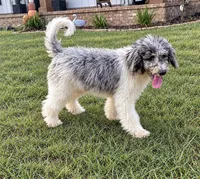 Scone, a male Poodle - Standard  for sale in Golden, MS – 1 of 5