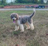 Honey bun , a female Poodle - Standard  for sale in Golden, MS – 2 of 8
