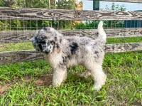 Scone, a male Poodle - Standard  for sale in Golden, MS – 3 of 5