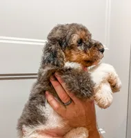 Honey bun , a female Poodle - Standard  for sale in Golden, MS – 3 of 3