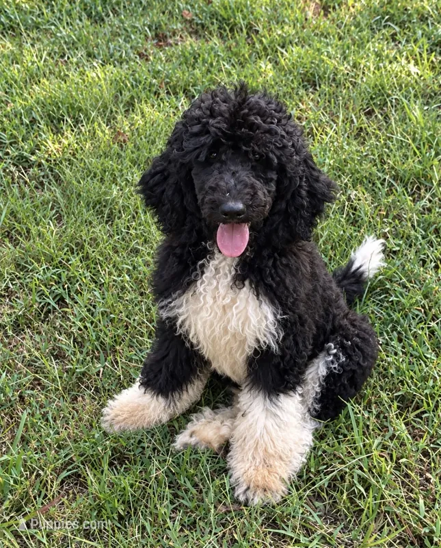 Brownie – Poodle - Standard  puppy for sale in Golden, MS
