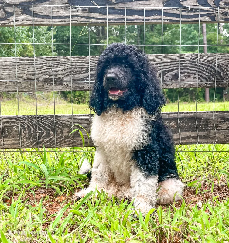 Muffin  – Poodle - Standard  puppy for sale in Golden, MS
