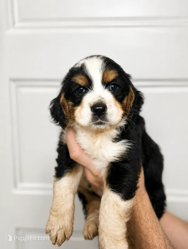 Dragon Fruit  – Cocker Spaniel, Miniature Australian Shepherd puppy for sale in Golden, MS