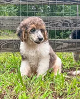 Honey bun , a female Poodle - Standard  for sale in Golden, MS – 4 of 8