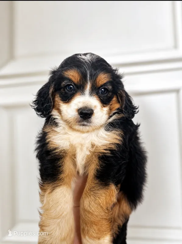 Strawberry  – Cocker Spaniel, Miniature Australian Shepherd puppy for sale in Golden, MS