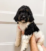 Cookie, a female Poodle - Multi-Colored Standard for sale in Golden, MS – 2 of 2