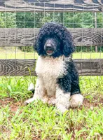 Muffin , a female Poodle - Standard  for sale in Golden, MS – 2 of 4