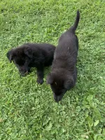 Black, a male German Shepherd Dog for sale in Middleton, MA – 8 of 9