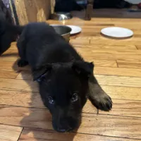 Black , a male German Shepherd Dog for sale in Middleton, MA – 1 of 1