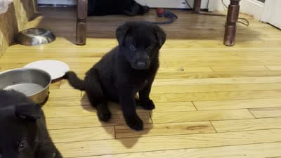 Black, a male German Shepherd Dog for sale in Middleton, MA – 3 of 9
