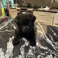Black, a male German Shepherd Dog for sale in Middleton, MA – 4 of 9
