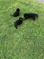 Black, a male German Shepherd Dog for sale in Middleton, MA – 9 of 9