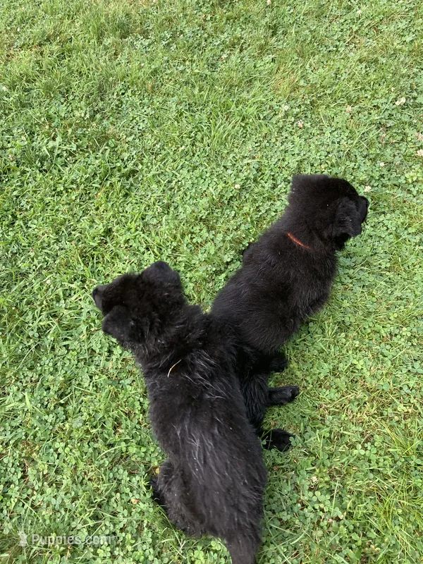 Black – German Shepherd Dog puppy for sale in Middleton, MA