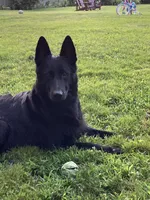 Black, a male German Shepherd Dog for sale in Middleton, MA – 2 of 9