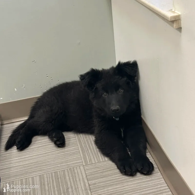 Black – German Shepherd Dog puppy for sale in Middleton, MA