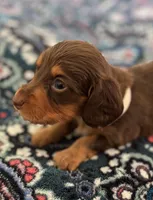 Asher, a male Miniature Dachshund for sale in Fellsmere, FL – Photo 3 of 5