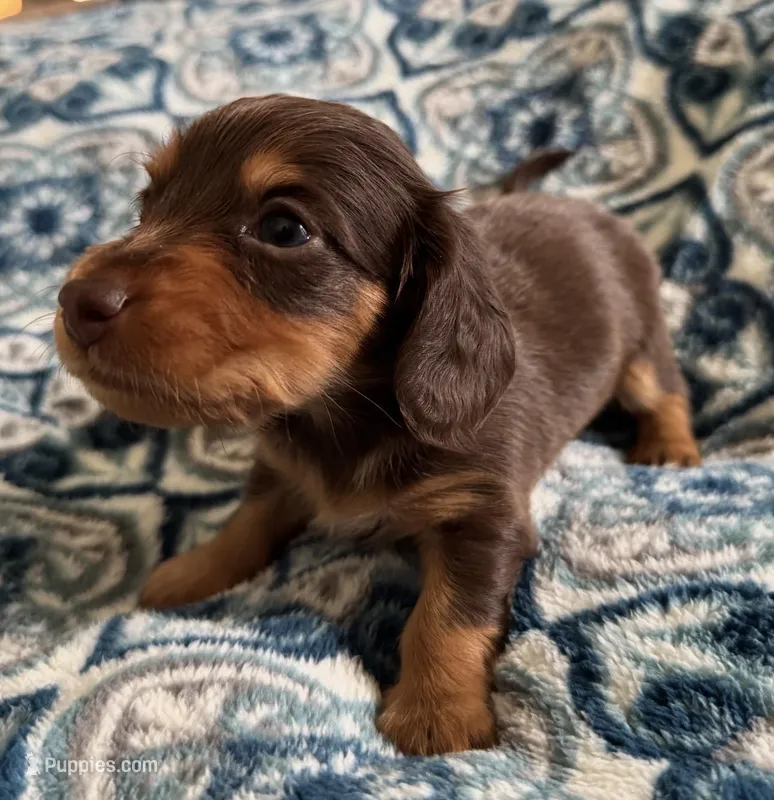 Asher, a male Miniature Dachshund for sale in Fellsmere, FL – Photo 1 of 5