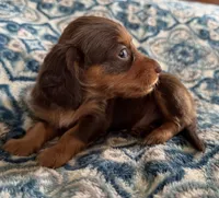 Asher, a male Miniature Dachshund for sale in Fellsmere, FL – Photo 2 of 5