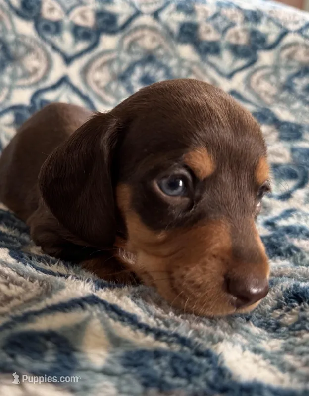 Tanner, a male Miniature Dachshund for sale in Fellsmere, FL – Photo 1 of 5