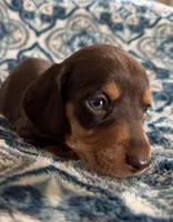 Tanner, a male Miniature Dachshund for sale in Fellsmere, FL – Photo 1 of 5