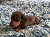 Tanner, a male Miniature Dachshund for sale in Fellsmere, FL – Photo 3 of 5