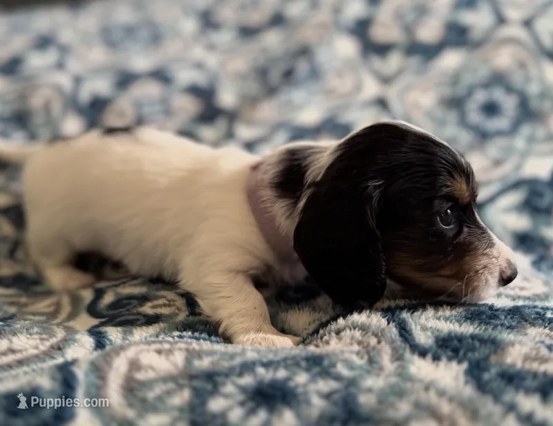 Sable, a male Miniature Dachshund for sale in Fellsmere, FL – Photo 1 of 5