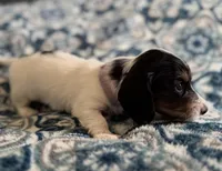 Sable, a male Miniature Dachshund for sale in Fellsmere, FL – Photo 1 of 5