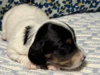 Sable, a male Miniature Dachshund for sale in Fellsmere, FL – Photo 3 of 5