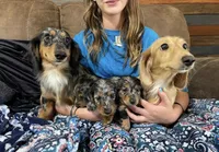 Sable, a male Miniature Dachshund for sale in Fellsmere, FL – Photo 2 of 5