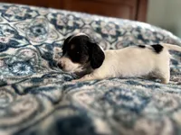 Sable, a male Miniature Dachshund for sale in Fellsmere, FL – Photo 5 of 5