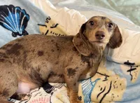 Tucker, a male Miniature Dachshund for sale in Fellsmere, FL – Photo 6 of 6