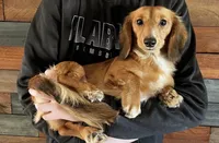 Tucker, a male Miniature Dachshund for sale in Fellsmere, FL – Photo 5 of 6