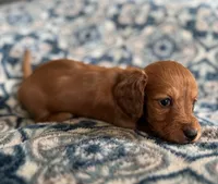 Tucker, a male Miniature Dachshund for sale in Fellsmere, FL – Photo 1 of 6
