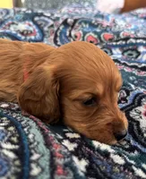 Tucker, a male Miniature Dachshund for sale in Fellsmere, FL – Photo 2 of 6
