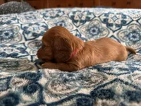 Tucker, a male Miniature Dachshund for sale in Fellsmere, FL – Photo 4 of 6