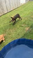 Marleigh , a female Labrador Retriever for sale in Mansfield, OH – 6 of 6