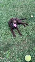 Marleigh , a female Labrador Retriever for sale in Mansfield, OH – 1 of 6