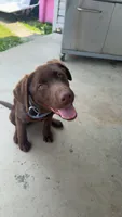 Marleigh , a female Labrador Retriever for sale in Mansfield, OH – 4 of 6