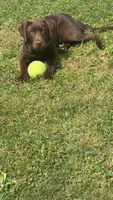 Marleigh , a female Labrador Retriever for sale in Mansfield, OH – 5 of 6