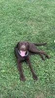 Marleigh , a female Labrador Retriever for sale in Mansfield, OH – 2 of 6