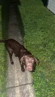 Marleigh , a female Labrador Retriever for sale in Mansfield, OH – 3 of 6