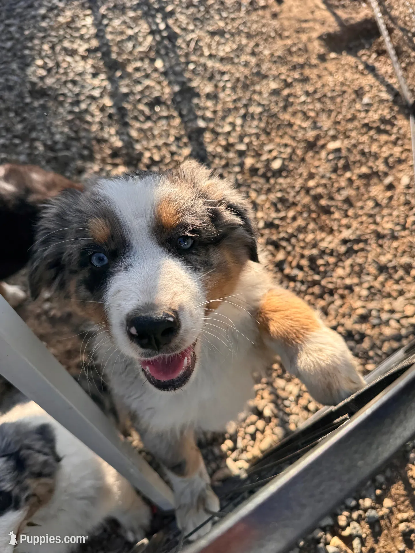 Lucky , a male Australian Shepherd for sale in Chino, CA – Photo 2 of 10