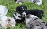 Patch, a male Australian Shepherd for sale in Chino, CA – 2 of 7