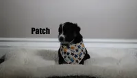 Patch, a male Australian Shepherd for sale in Chino, CA – 3 of 7