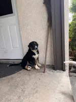 Patch, a male Australian Shepherd for sale in Chino, CA – 6 of 7