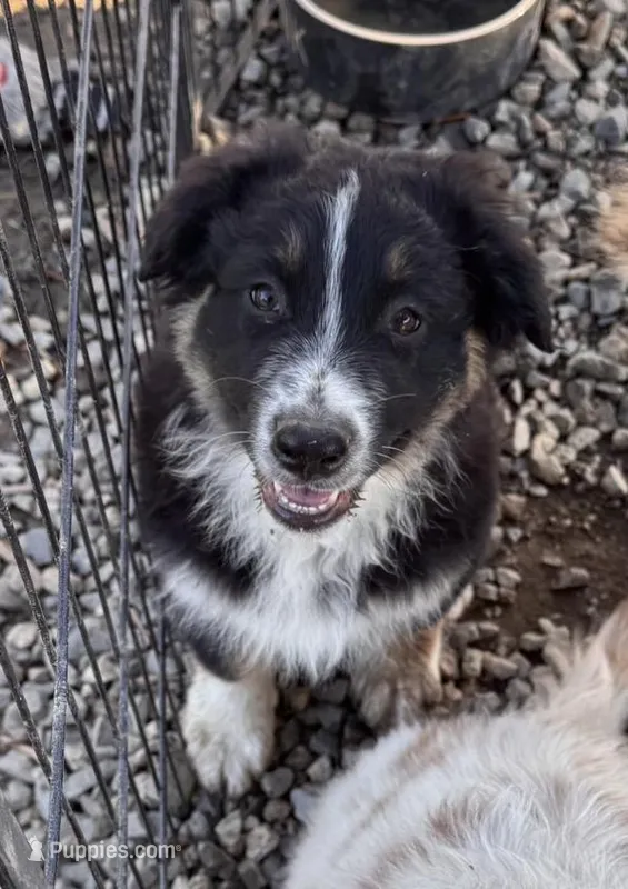 Patch – Australian Shepherd puppy for sale in Chino, CA